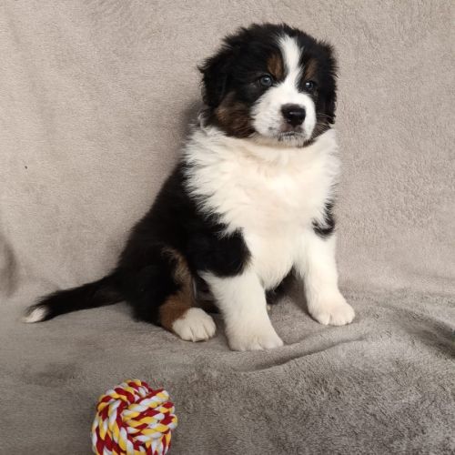 Chiots berger australien lof