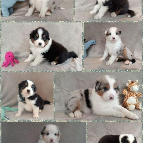 Chiots berger australien lof #0