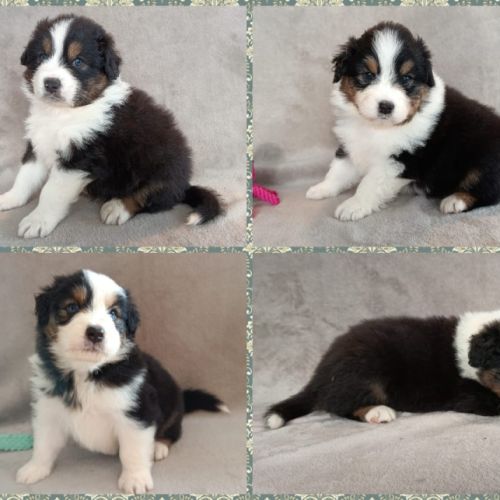 Chiots berger australien lof #2