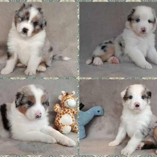 Chiots berger australien lof #3