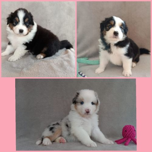 Chiots berger australien lof #4