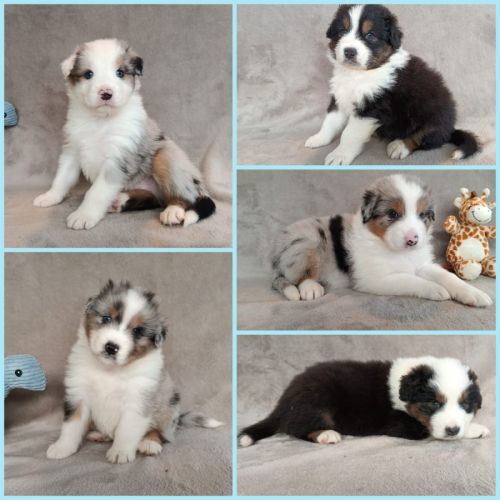 Chiots berger australien lof #5