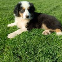 Chiots berger australien lof