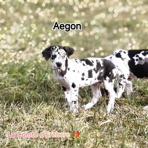 Chiots dogues allemand lof disponibles #1