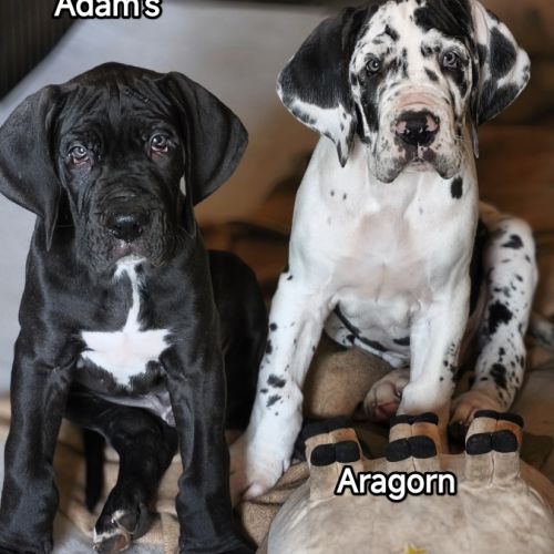 Chiots dogues allemand lof disponibles #2