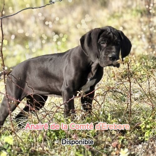 Chiots dogues allemand lof disponibles #3