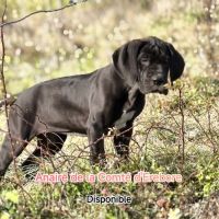 Chiots dogues allemand lof disponibles #3