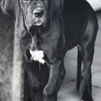 Chiots dogues allemand lof disponibles #4