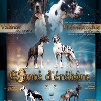 Chiots dogues allemand lof disponibles #0