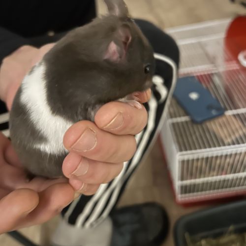 Bébé hamster syrien #3