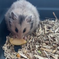 Bébé hamster syrien