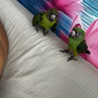 Couple perroquet de jardine