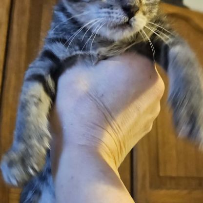 Tigresse chatonne #2