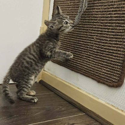 Tigresse chatonne #3