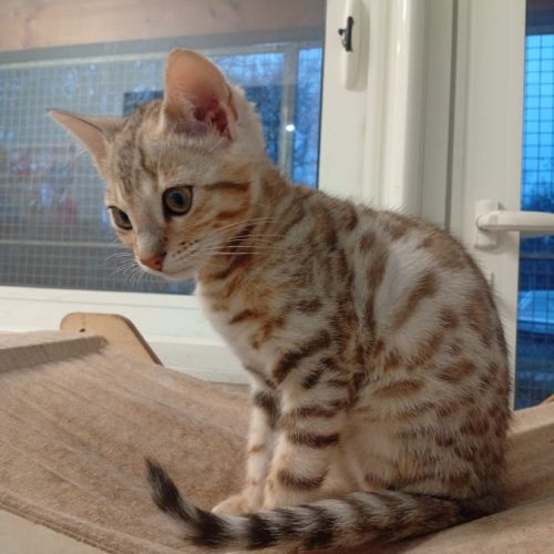 Bengal femelle brown #1