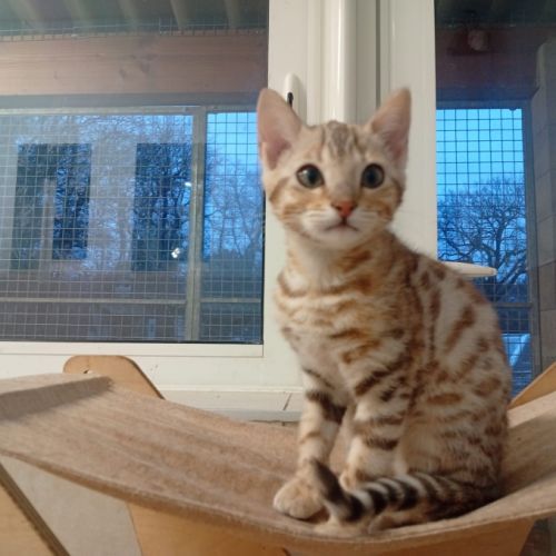 Bengal femelle brown #2