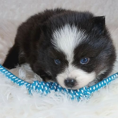 Chiots pomsky toy petit gabarit #0