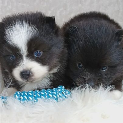 Chiots pomsky toy petit gabarit #2