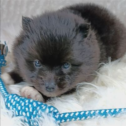 Chiots pomsky toy petit gabarit #3