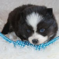 Chiots pomsky toy petit gabarit