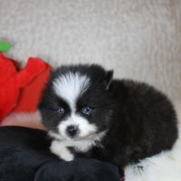 Chiots pomsky toy petit gabarit