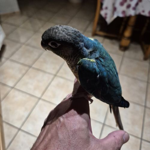 Vend conure turquoise