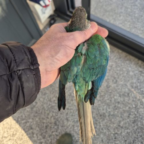 Vend conure turquoise #3