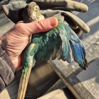 Vend conure turquoise #2
