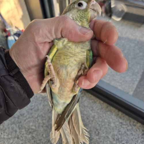 Conure turquoise cinnamon #2