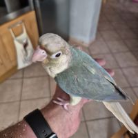 Conure turquoise cinnamon