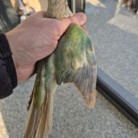 Conure turquoise cinnamon #3