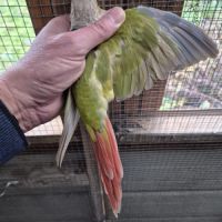 Femelle ananas cinnamon de 2020 #0