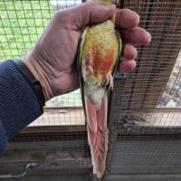 Femelle ananas cinnamon de 2020 #2