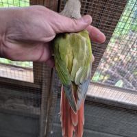 Femelle ananas cinnamon de 2020 #3