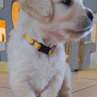 Magnifique chiots golden retriever #1