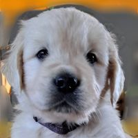 Magnifique chiots golden retriever