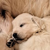 Magnifique chiots golden retriever #3