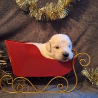 Magnifique chiots golden retriever #4