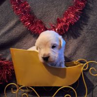Magnifique chiots golden retriever #5