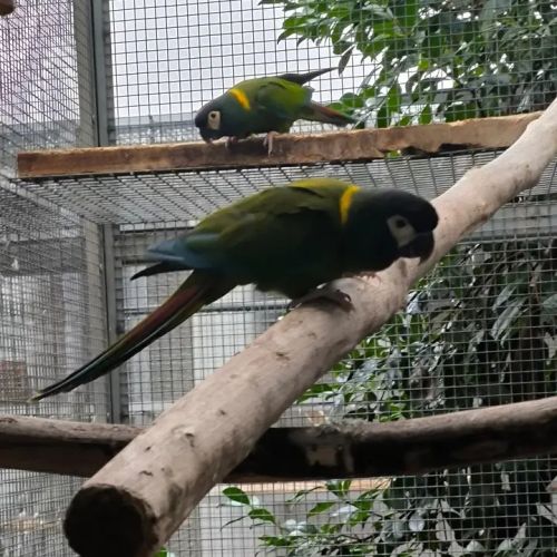 Couple reproducteur ara à collier d'or