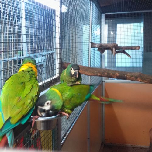 Couple reproducteur ara à collier d'or #3