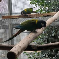 Couple reproducteur ara à collier d'or #0