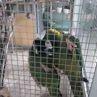 Couple reproducteur ara à collier d'or #2