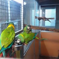 Couple reproducteur ara à collier d'or #3