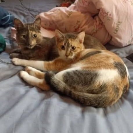 Savana, chatte à l'adoption #4