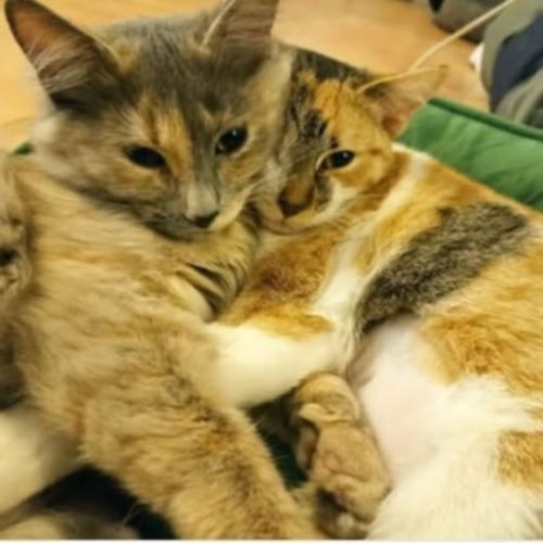 Savana, chatte à l'adoption #5