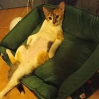 Savana, chatte à l'adoption #1