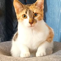 Savana, chatte à l'adoption #2