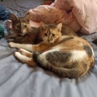 Savana, chatte à l'adoption #4