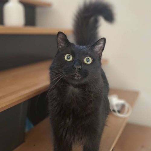 Tao, chaton à l'adoption